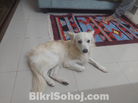 Selling Japanese Spitz Dog